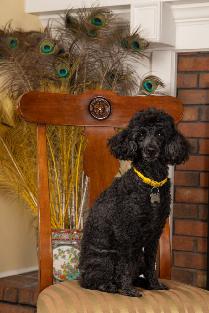 Mini Poodle sitting on fancy chair during in-home pet photo session in Clinton NJ.