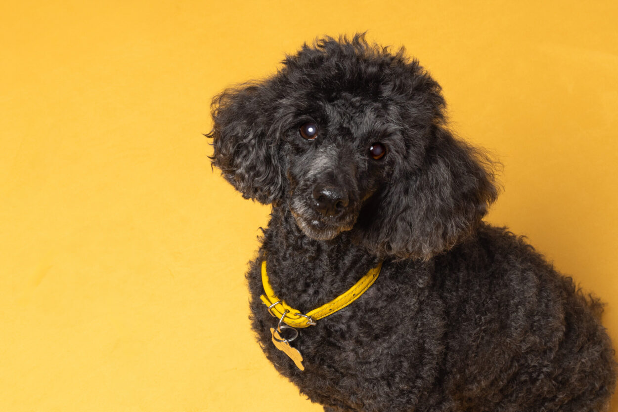 Mini poodle look at camera, the background is yellow during in-home pet photo session in Clinton NJ.