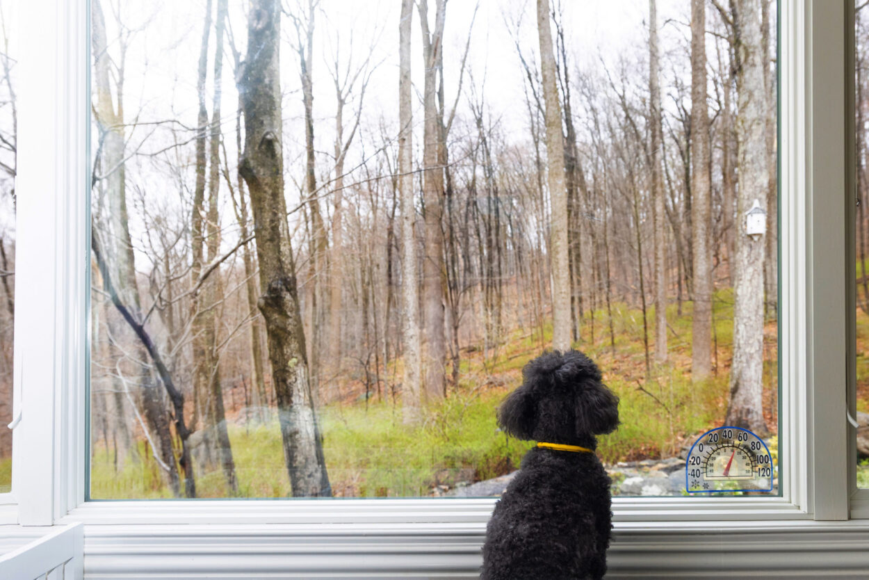 Mini Poodle sitting by window during in-home pet photo session in Clinton NJ