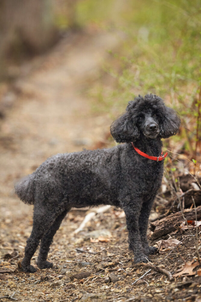 Mini poodle walking outside on trail during in-home pet photo session in Clinton NJ.