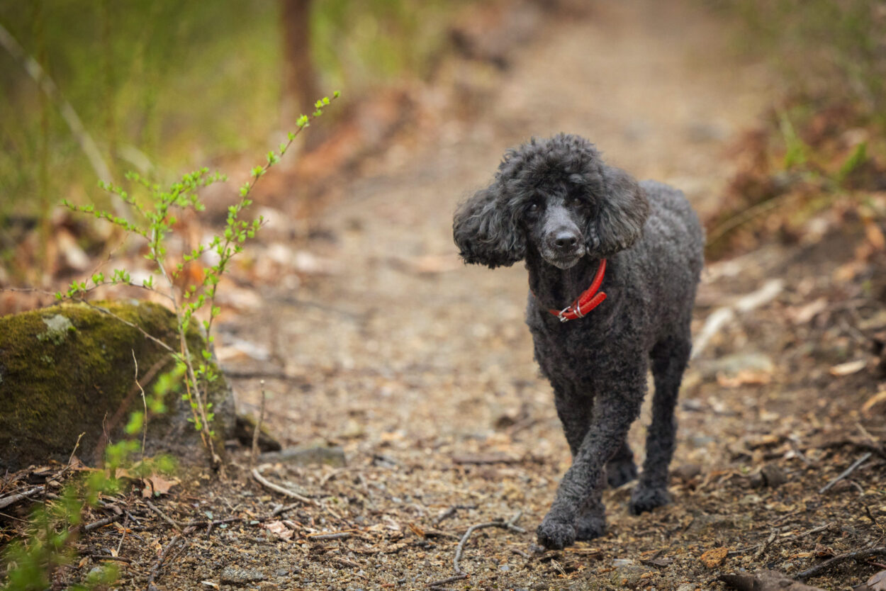 Mini poodle walking on hiking trail during in-home pet photo session in Clinton NJ.