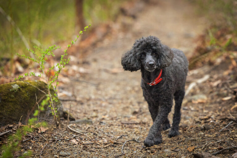 Mini poodle walking on hiking trail during in-home pet photo session in Clinton NJ.