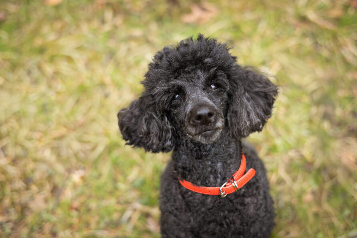 Mini poodle sitting on grass outside looking at the camera during in-home pet photo session in Clinton NJ.