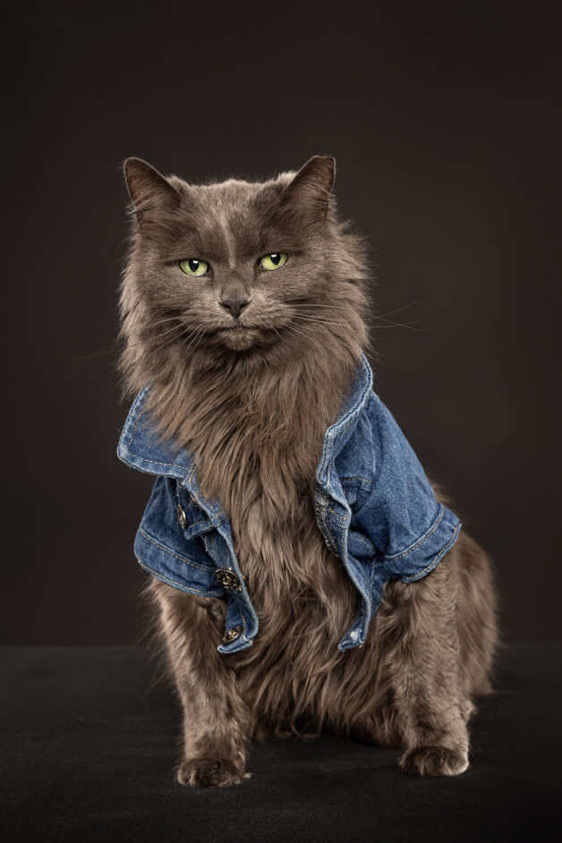 Badass cat looking amazing while wearing a jean jacket, during a pet portrait session in Clinton, NJ studio