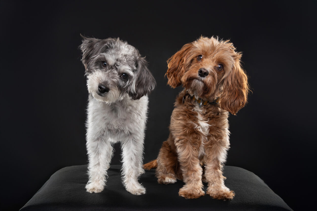 Two doogles doing a head tilt and looking at the camera during pet portrait session in Clinton NJ studio