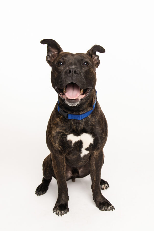Black pitbull smiling and looking at the camera during pet portrait session in Clinton NJ studio