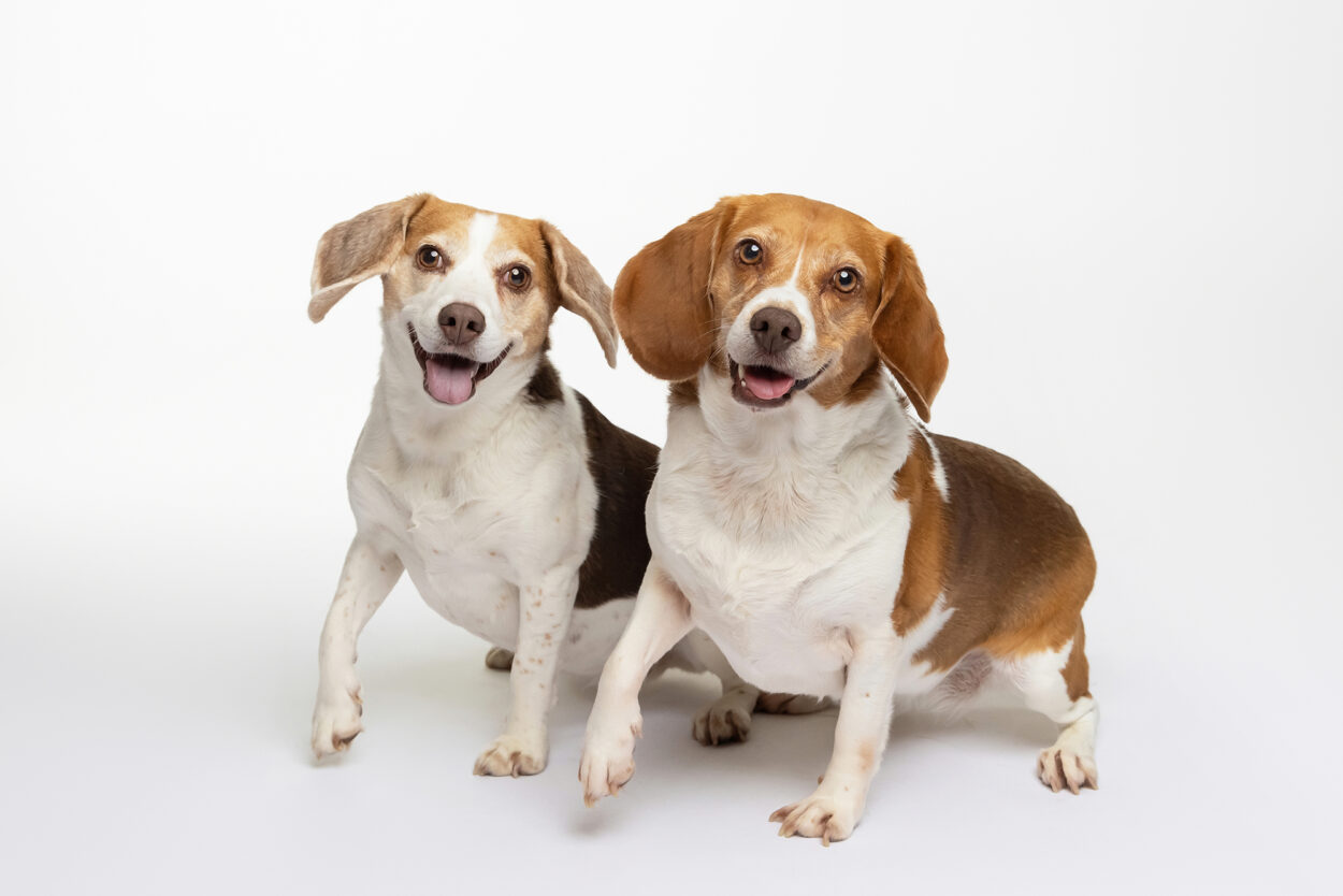 Two beagles smiling and looking at the camera during pet portrait session in Clinton NJ studio