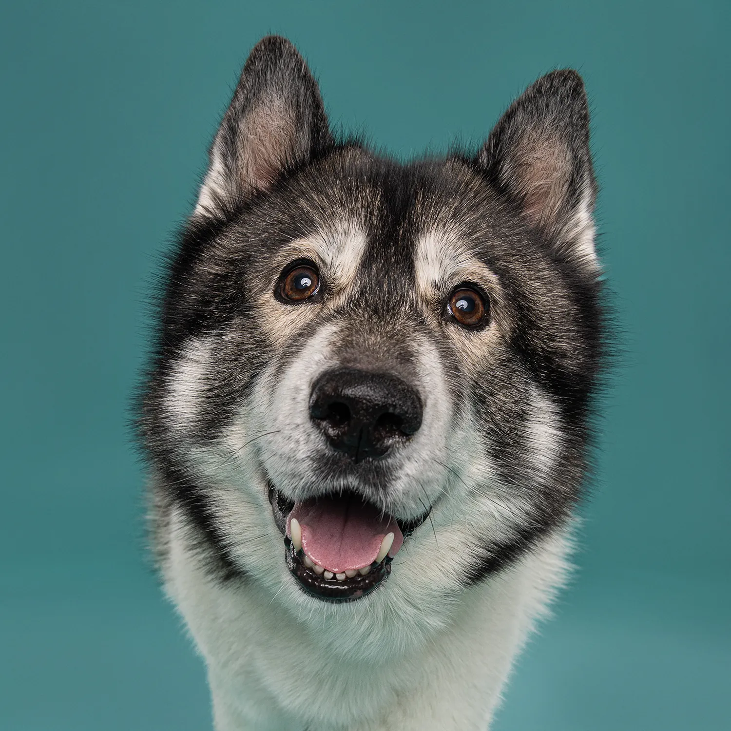 Close up of a furry dog's face